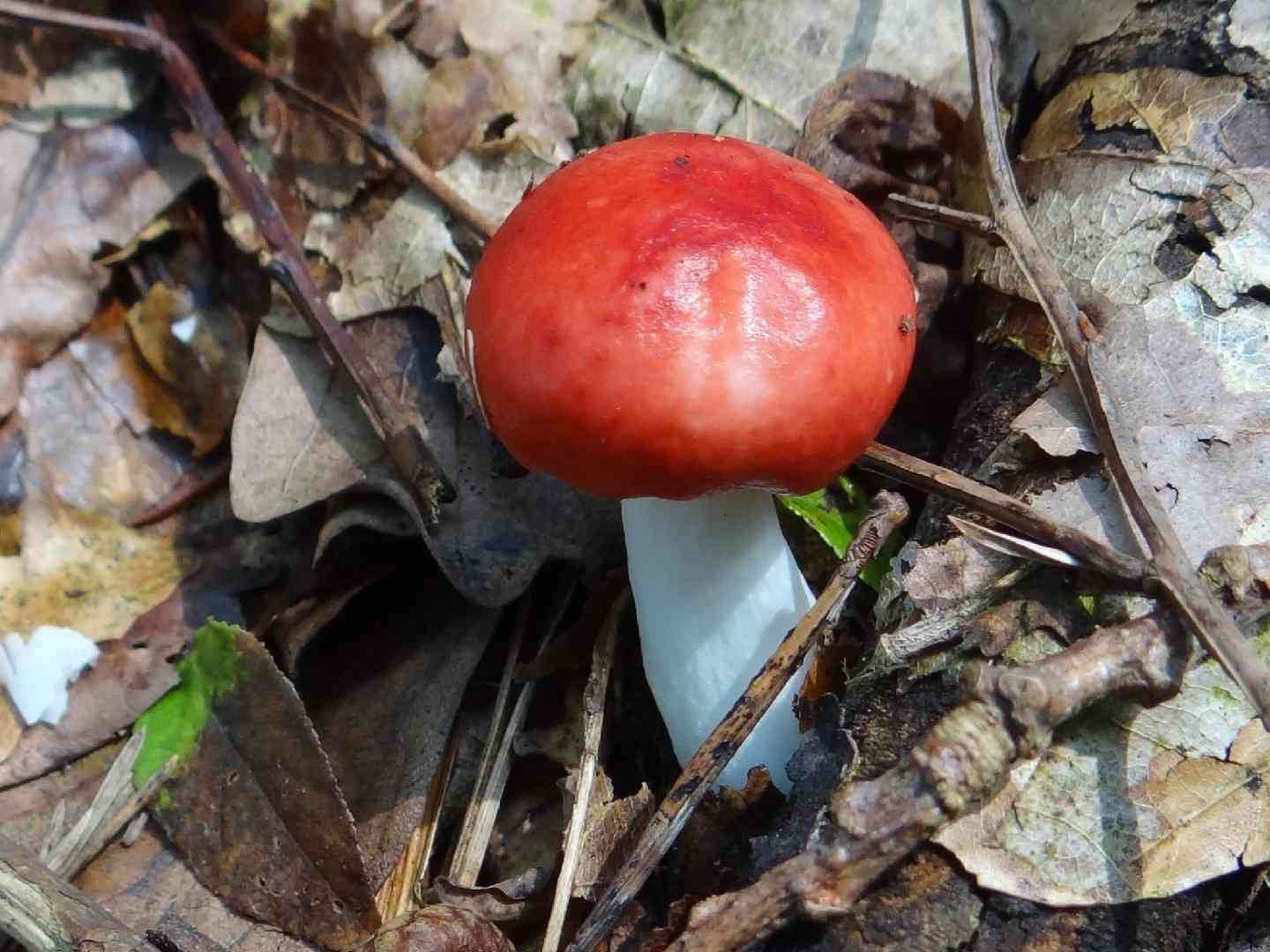 The sickener (Russula emetica) thumbnail 2