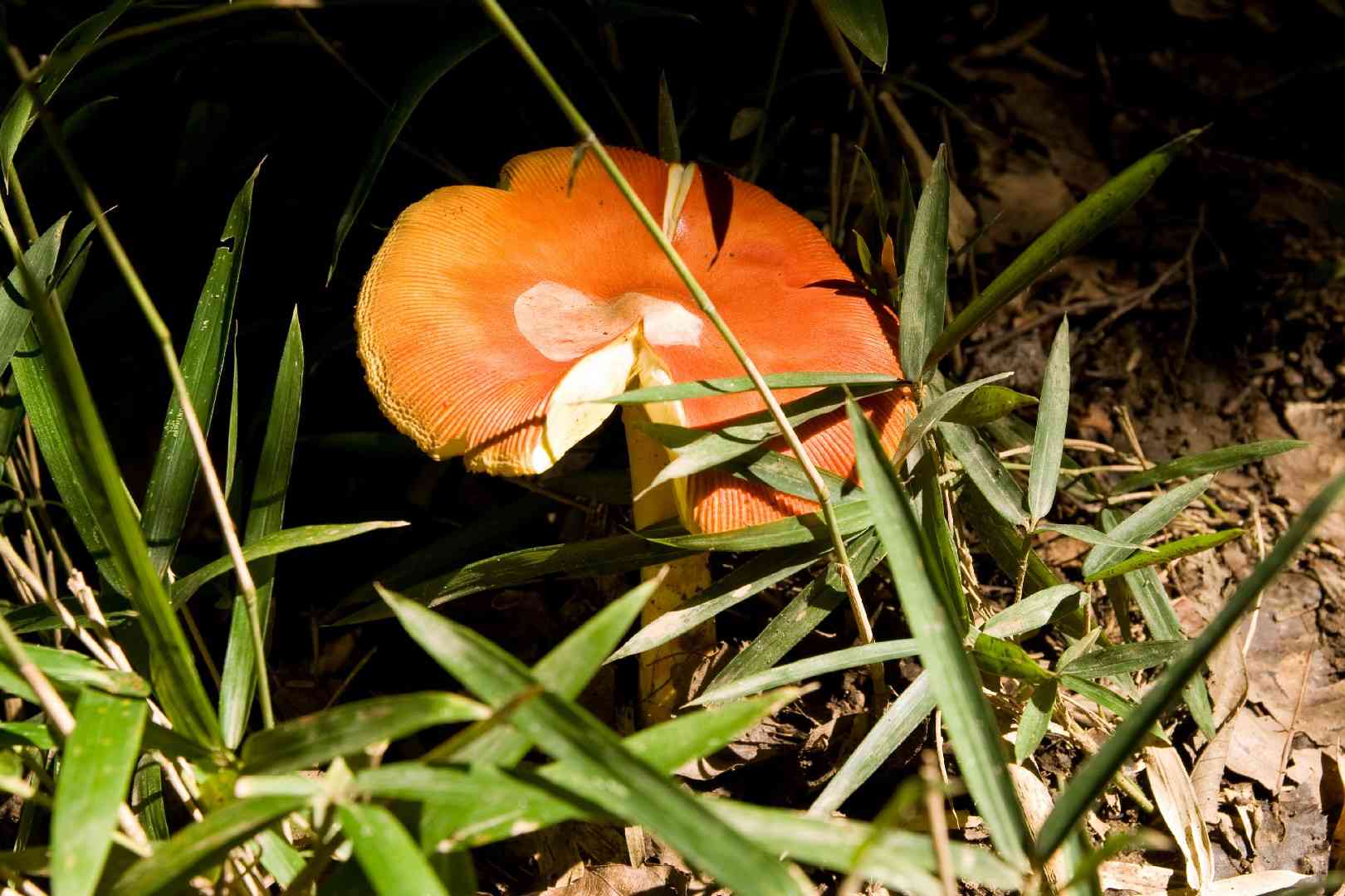 Half-dyed slender caesar