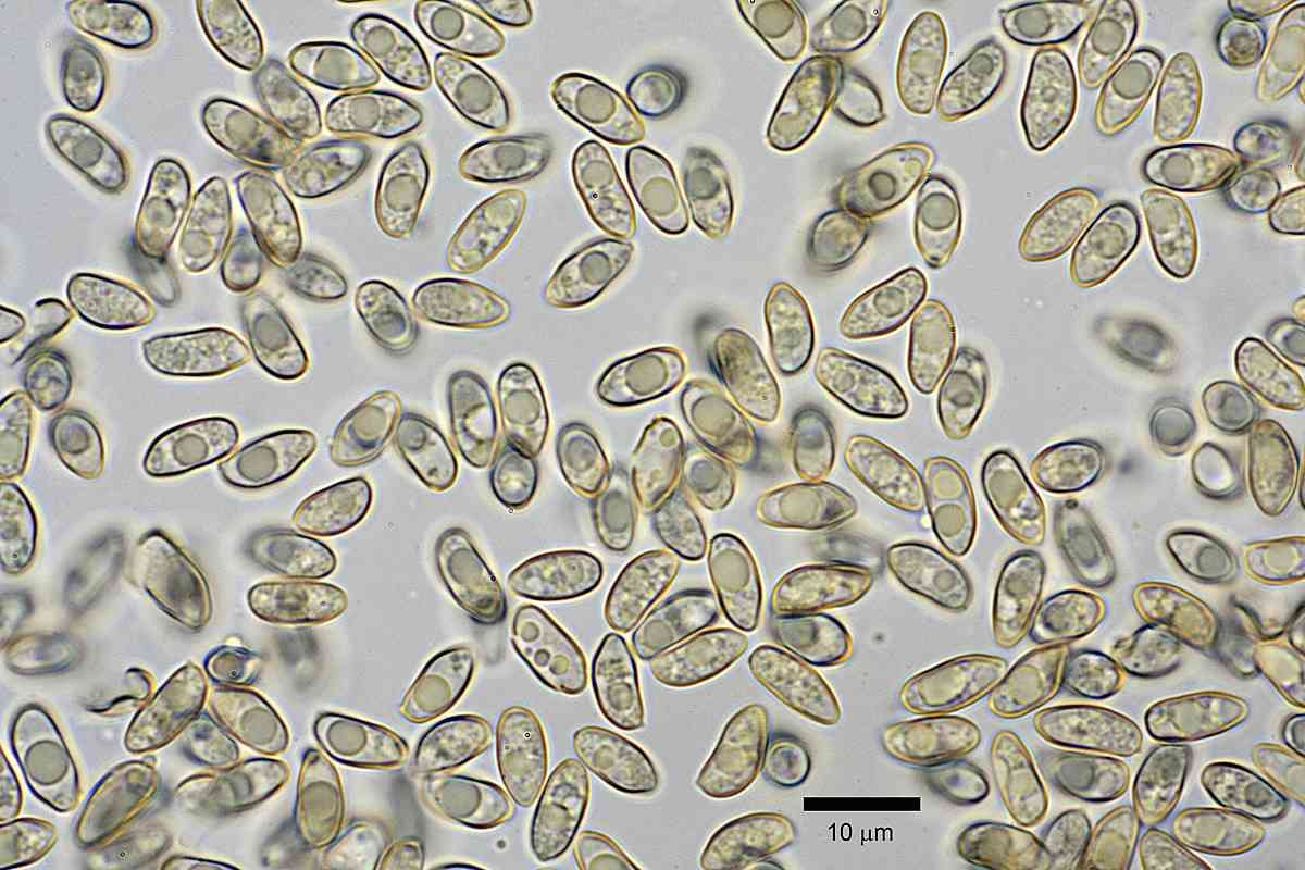 Inocybe sambucina (Inocybe sambucina) thumbnail 3