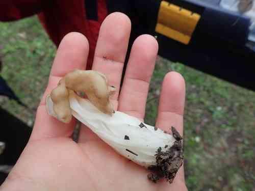 White saddle (Helvella crispa) thumbnail 2