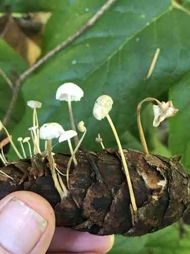 Douglas fir cone mushroom (Strobilurus trullisatus) thumbnail 3