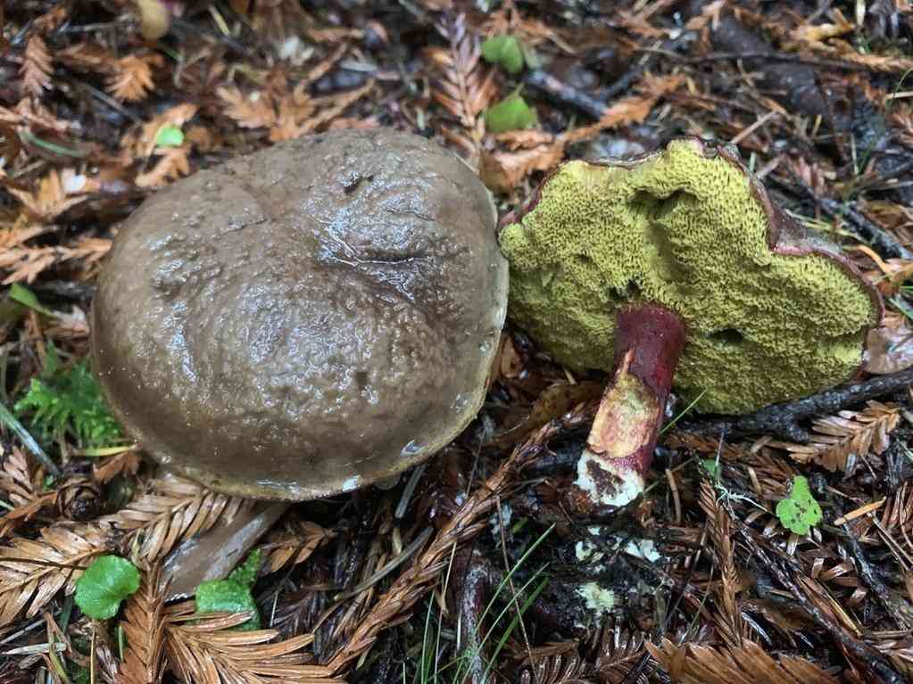 Zeller's bolete (Xerocomellus zelleri) thumbnail 2