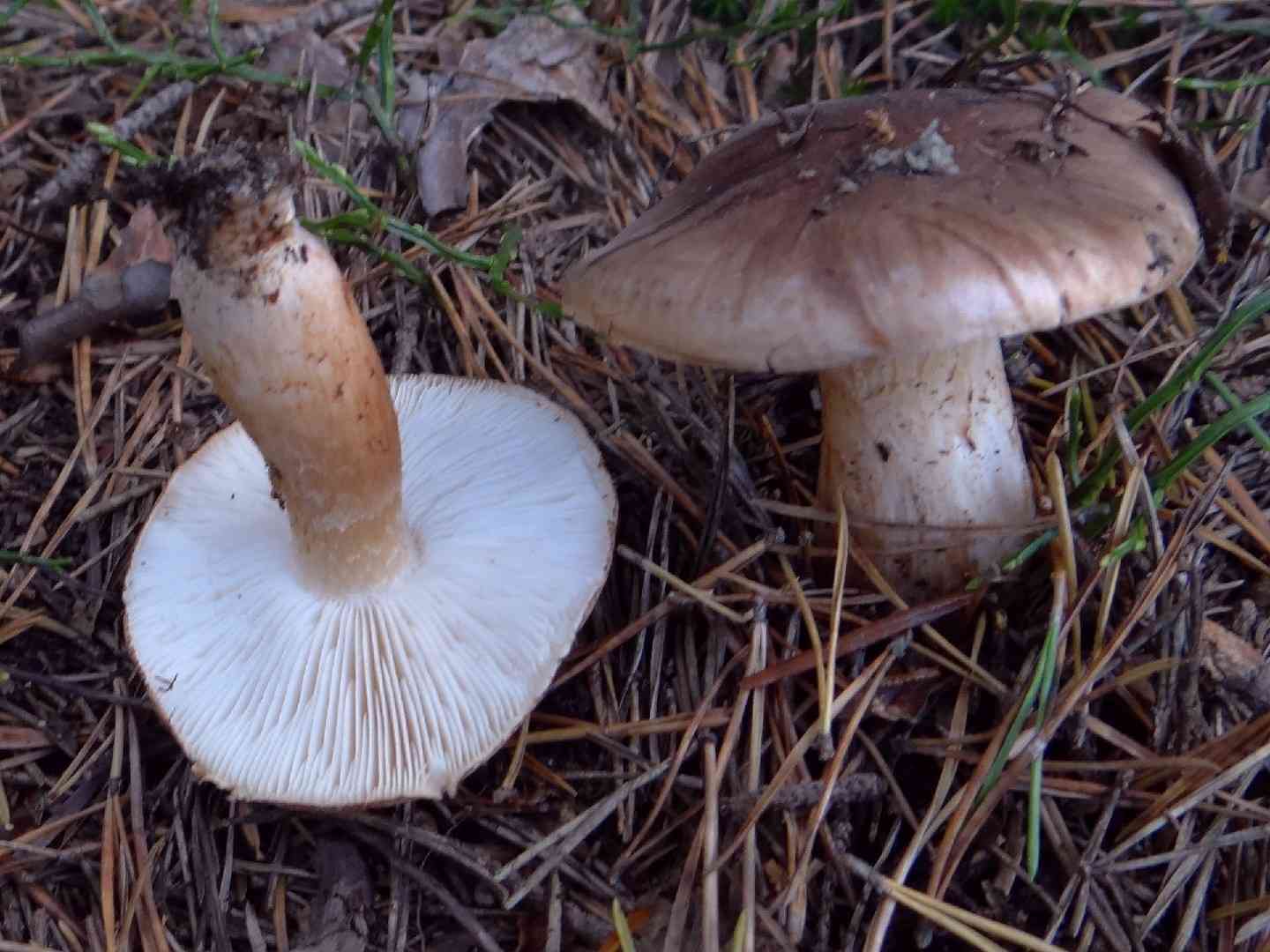 Tricholoma albobrunneum (Tricholoma albobrunneum) thumbnail 2