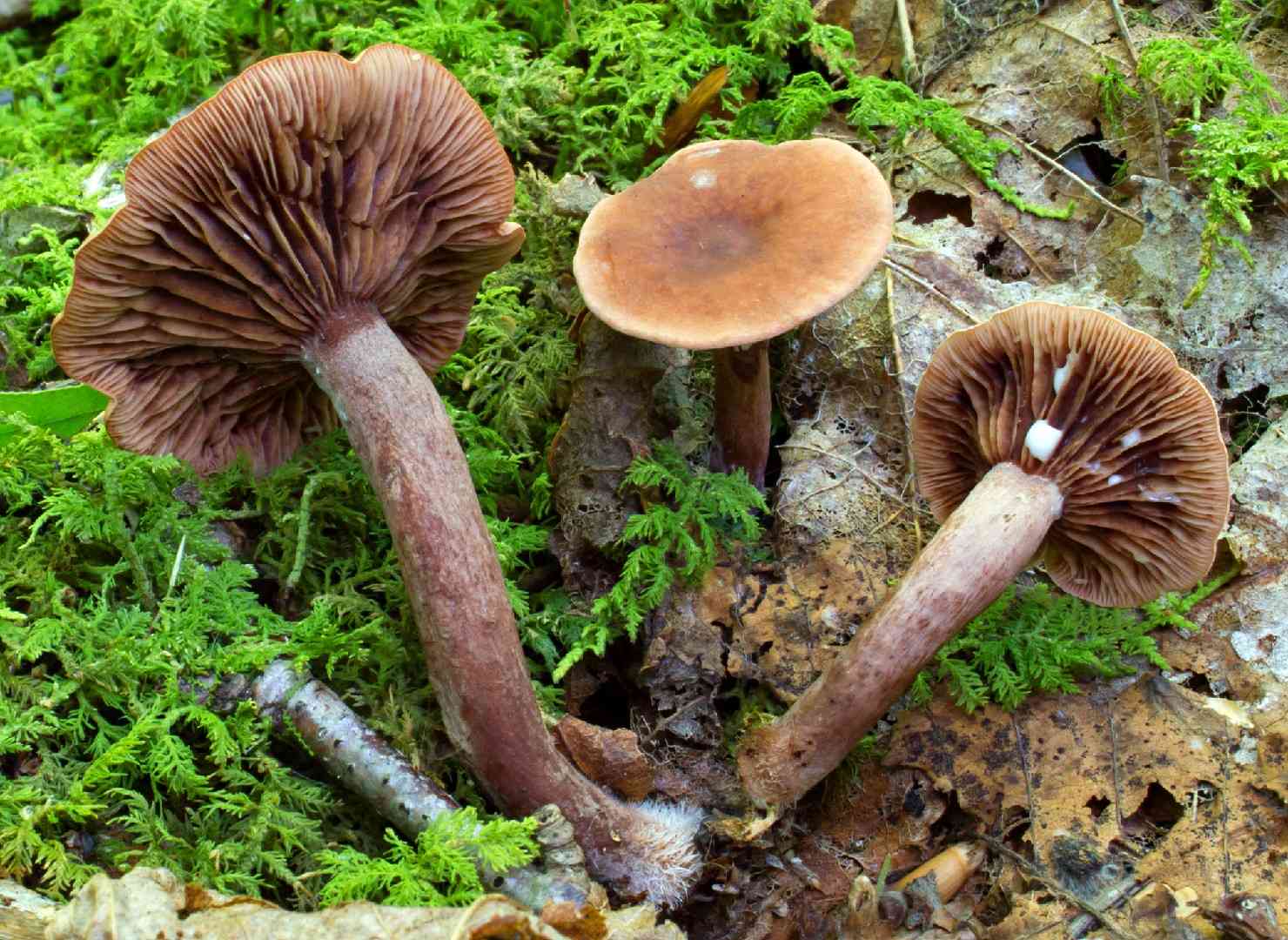Candy cap (Lactarius camphoratus) thumbnail 1