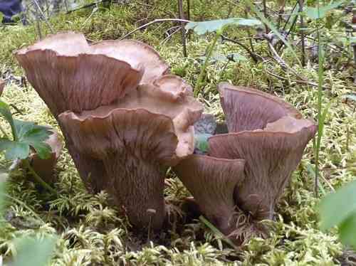 Pig's ears (Gomphus clavatus) thumbnail 2