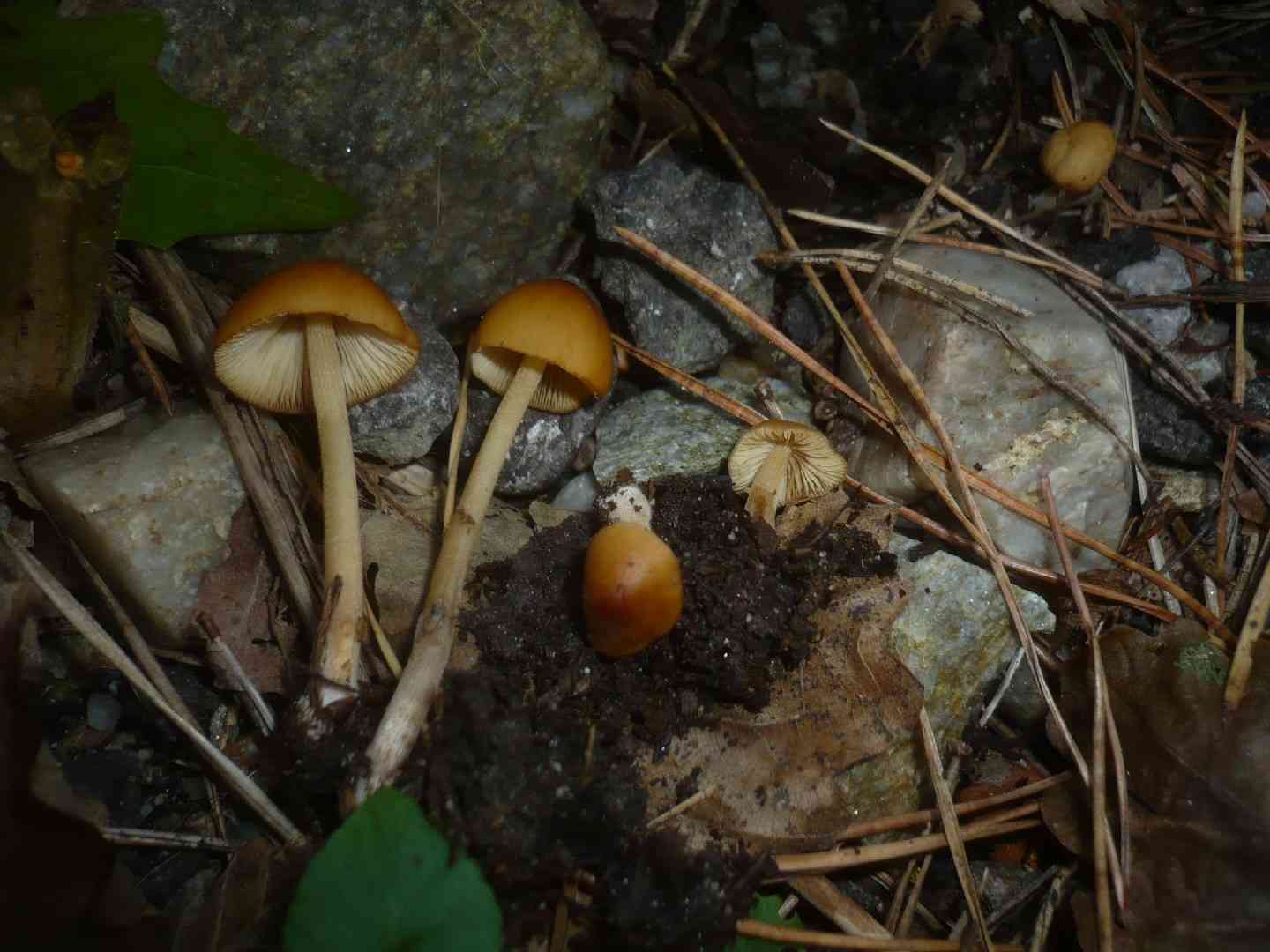 Conocybe subovalis (Conocybe subovalis) thumbnail 3