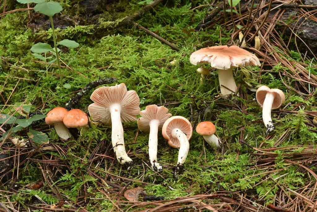 Blushing waxycap (Hygrophorus pudorinus) thumbnail 3