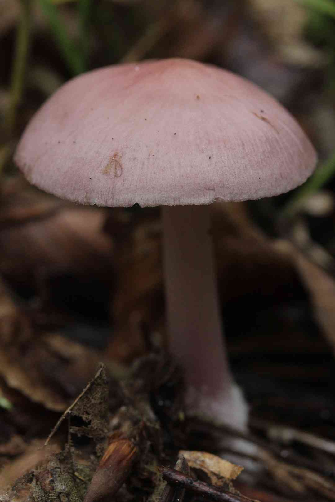 Rosy bonnet (Mycena rosea) thumbnail 2