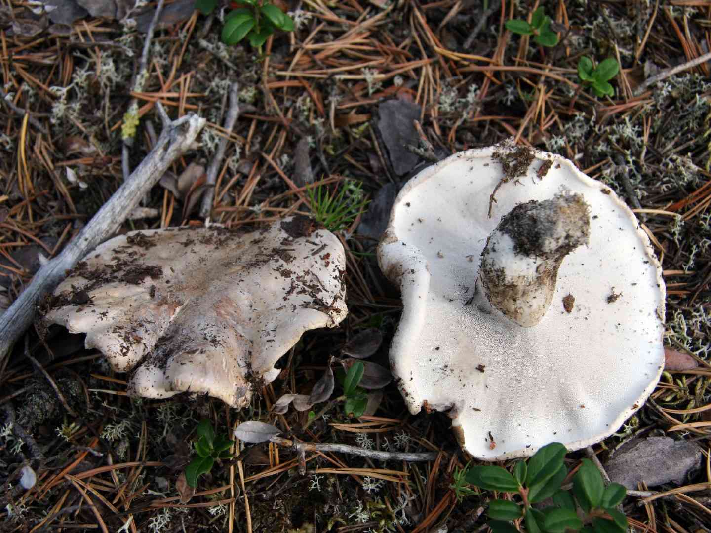 Grey falsebolete