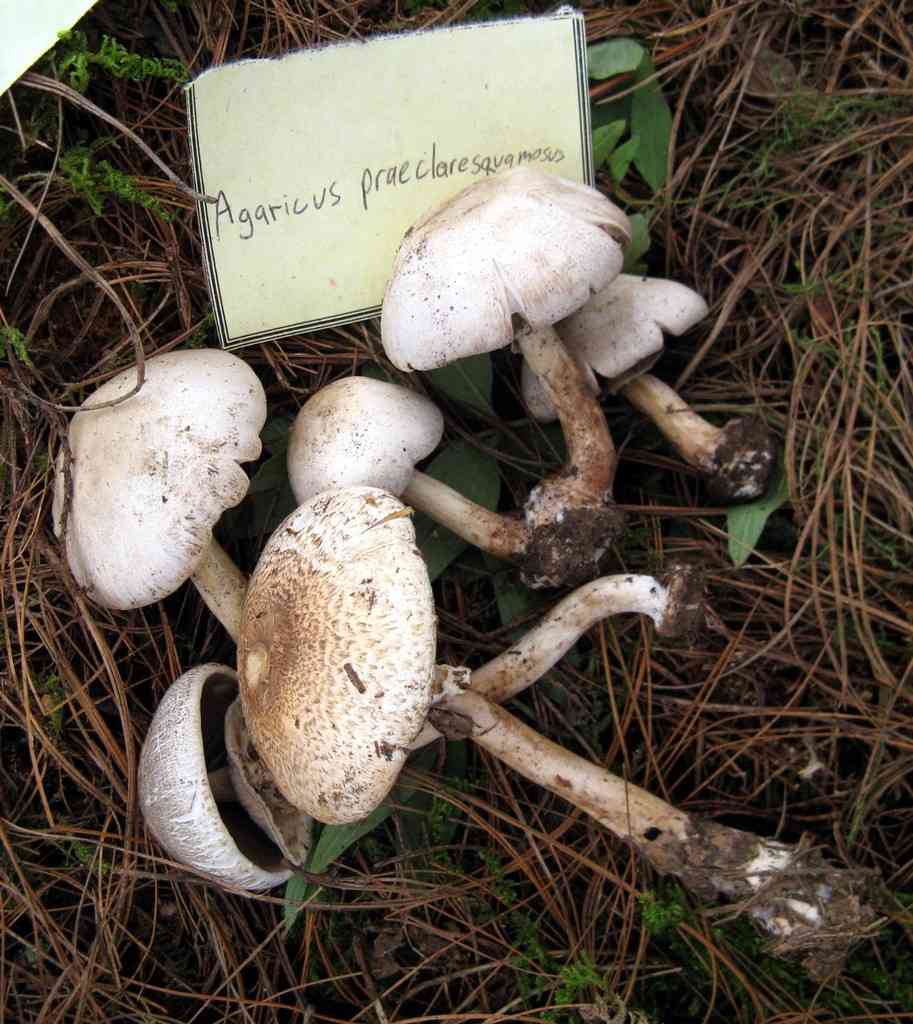 Inky mushroom (Agaricus placomyces) thumbnail 2