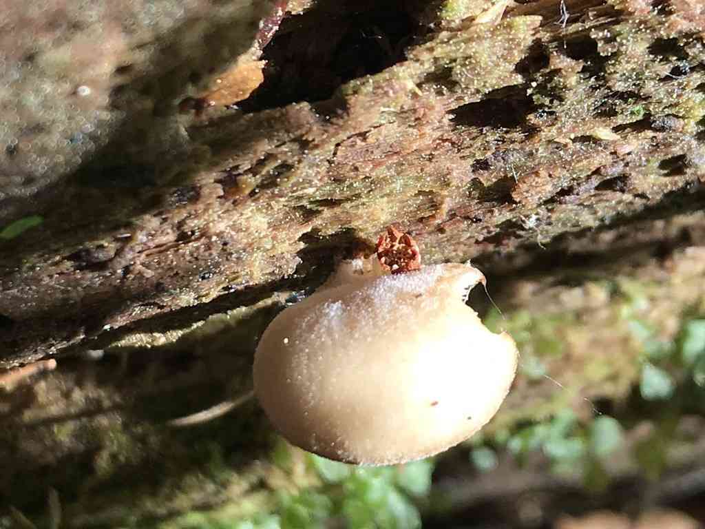 Hohenbuehelia angustata (Hohenbuehelia angustata) thumbnail 3