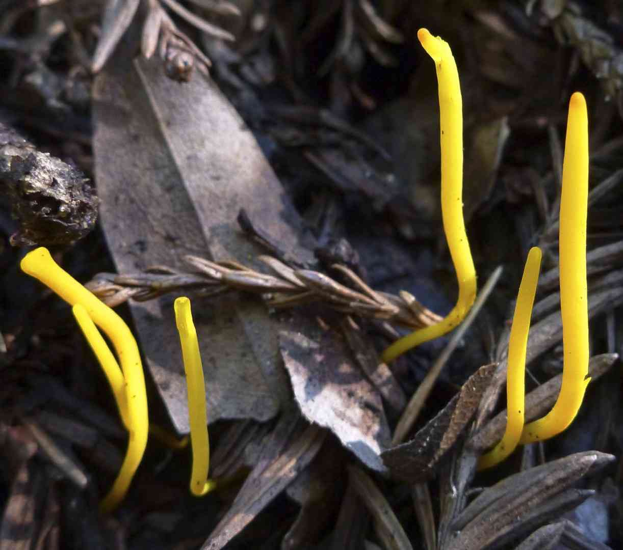 Handsome club (Clavulinopsis laeticolor) thumbnail 2