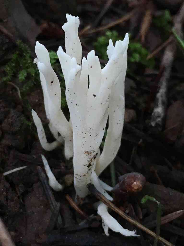 Wrinkled coral