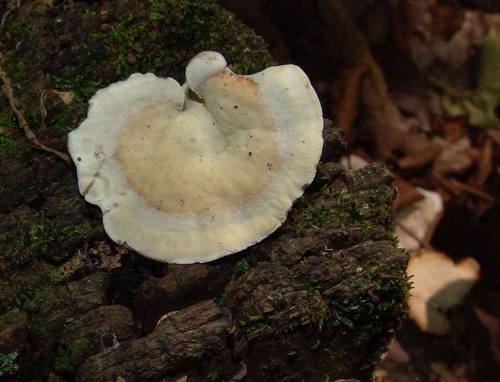 Kidney-shaped tooth (Mycorrhaphium adustum) thumbnail 3