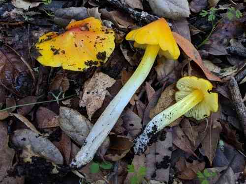 Persistant waxcap (Hygrocybe acutoconica) thumbnail 2