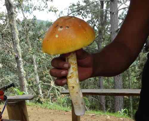 Amanita yema (Amanita yema) thumbnail 3