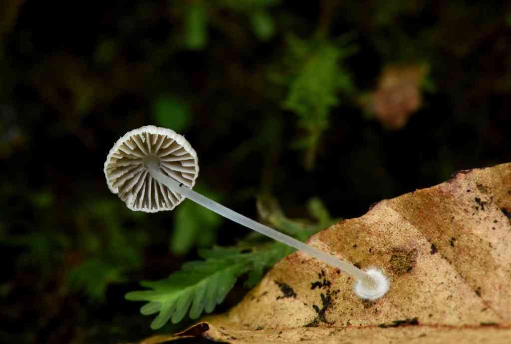 Bulbous bonnet (Mycena stylobates) thumbnail 2
