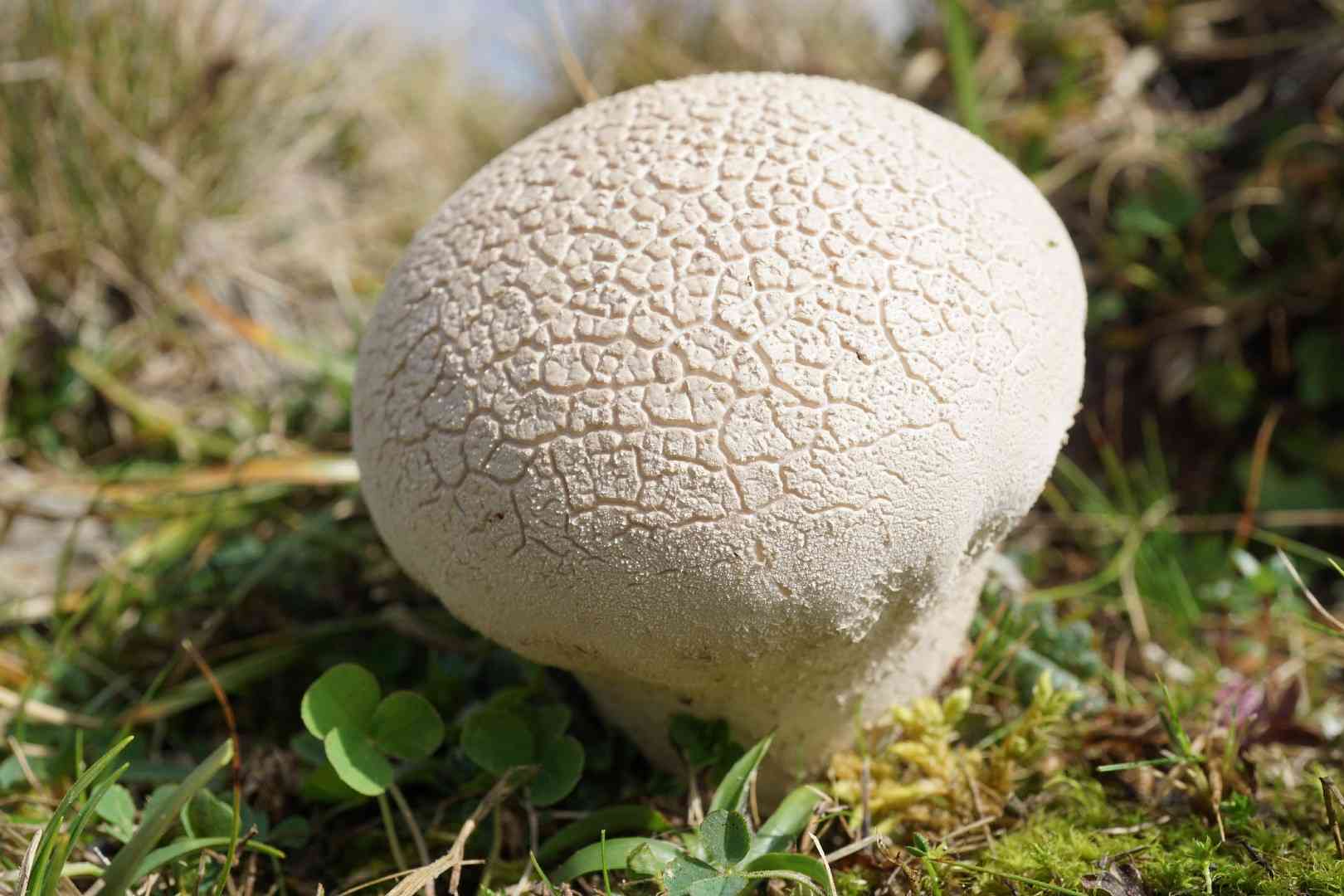 Mosaic puffball (Lycoperdon utriforme) thumbnail 3