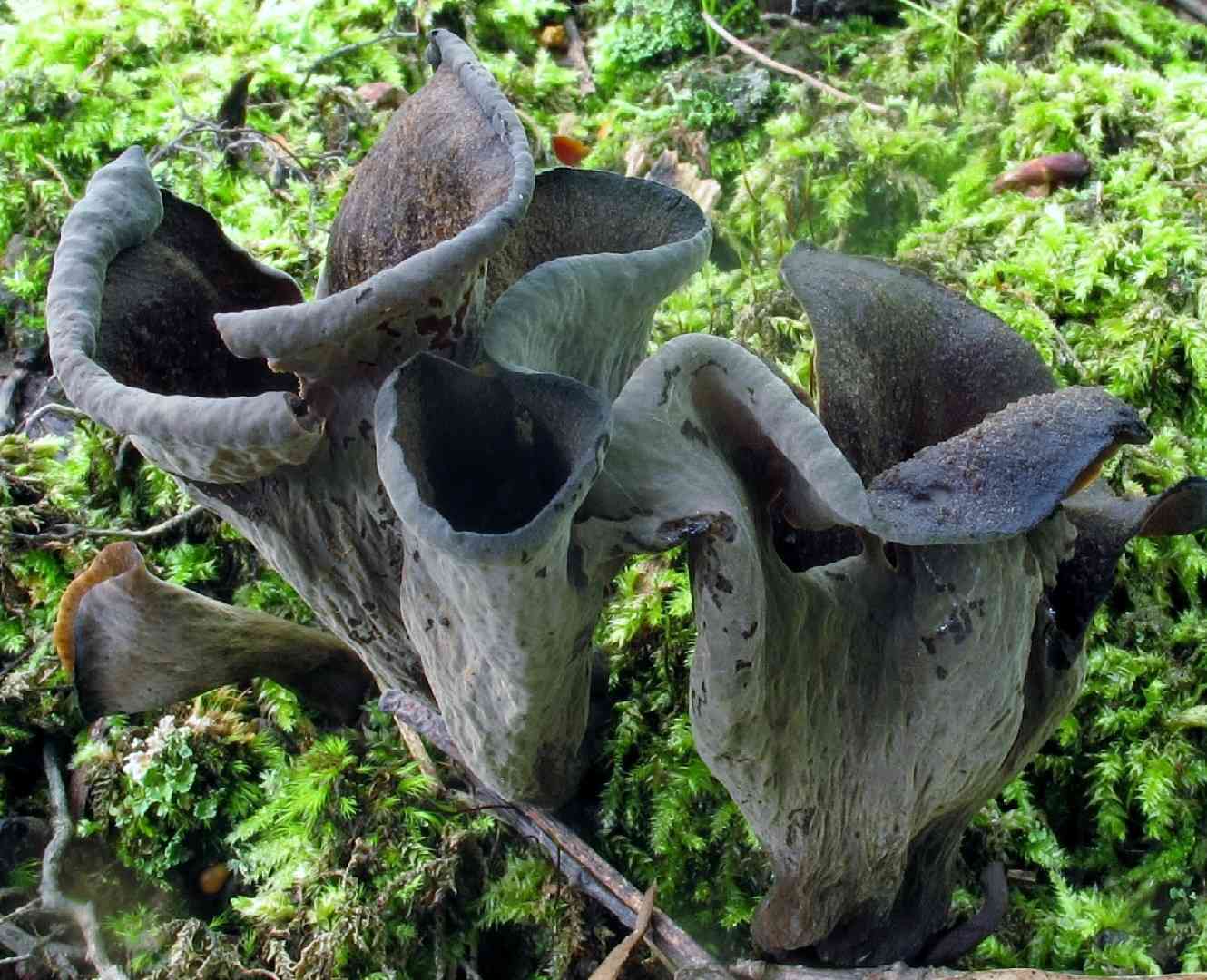 Black trumpet (Craterellus fallax) thumbnail 1
