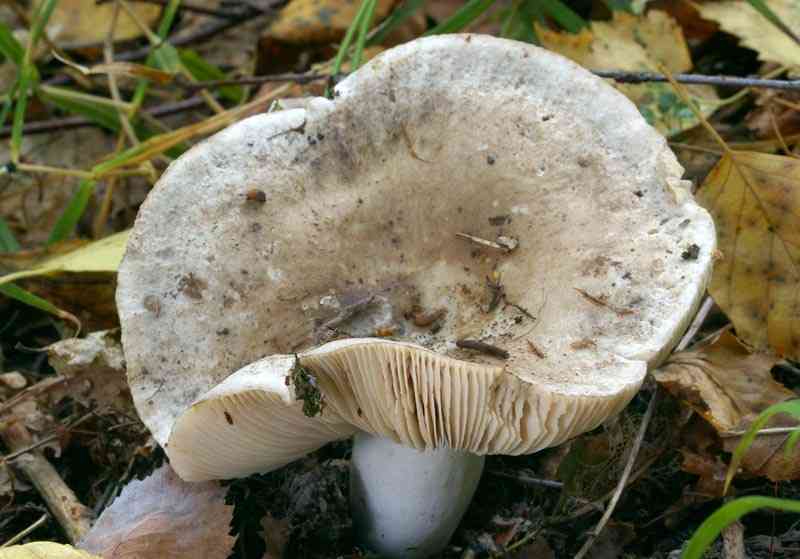 Winecork brittlegill (Russula adusta) thumbnail 1