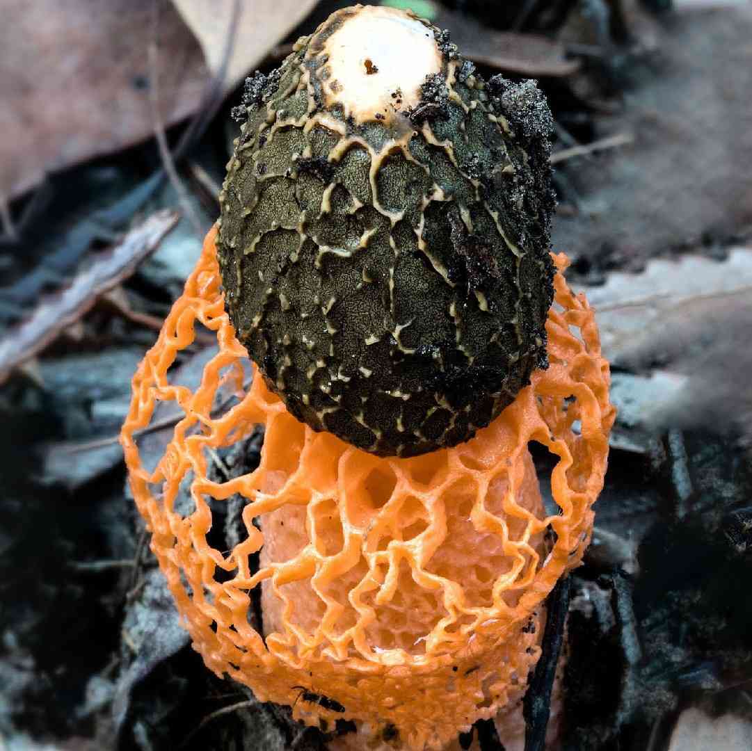 Yellow bridal veil stinkhorn (Phallus multicolor) thumbnail 1