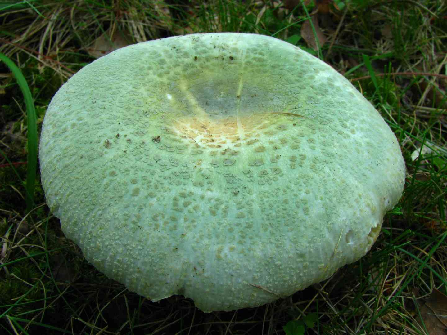 Russula_parvovirescens (Russula parvovirescens) thumbnail 3