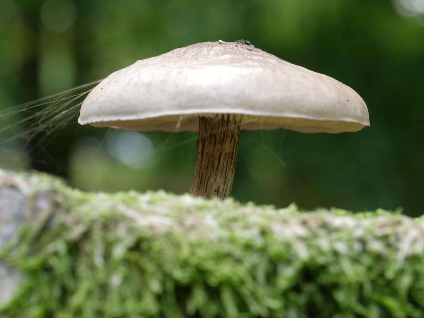 Deer mushroom thumbnail 3