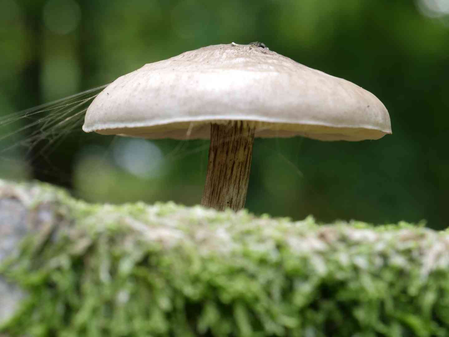 Deer mushroom (Pluteus cervinus) thumbnail 3