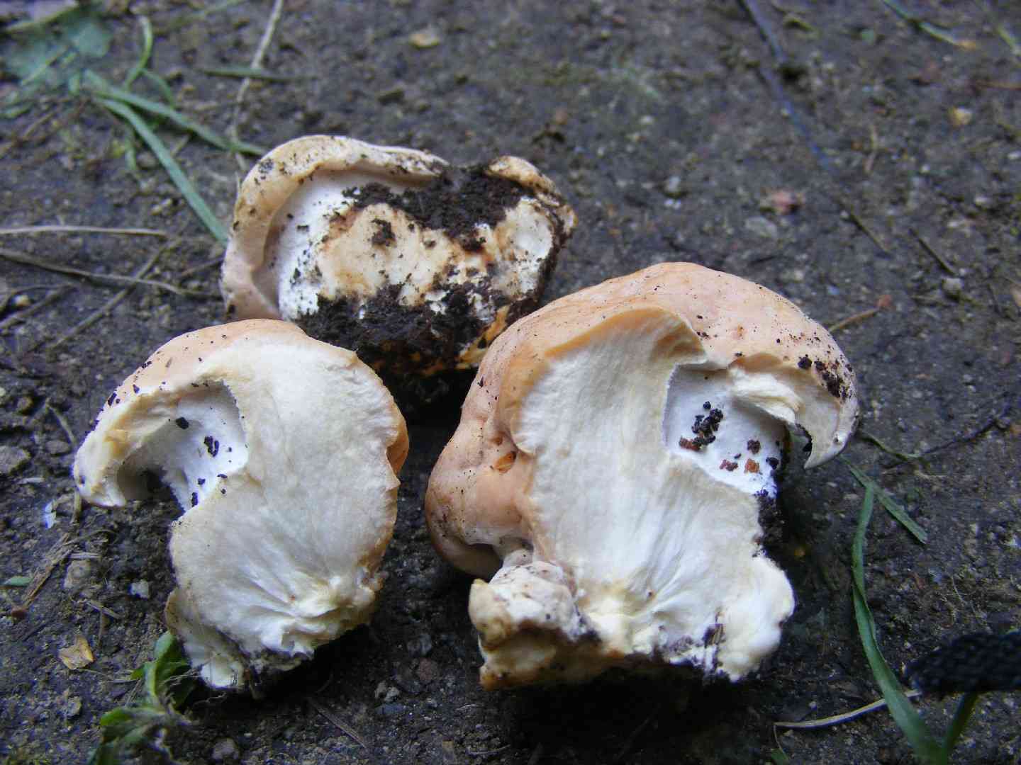 Fused polypore (Albatrellus confluens) thumbnail 2