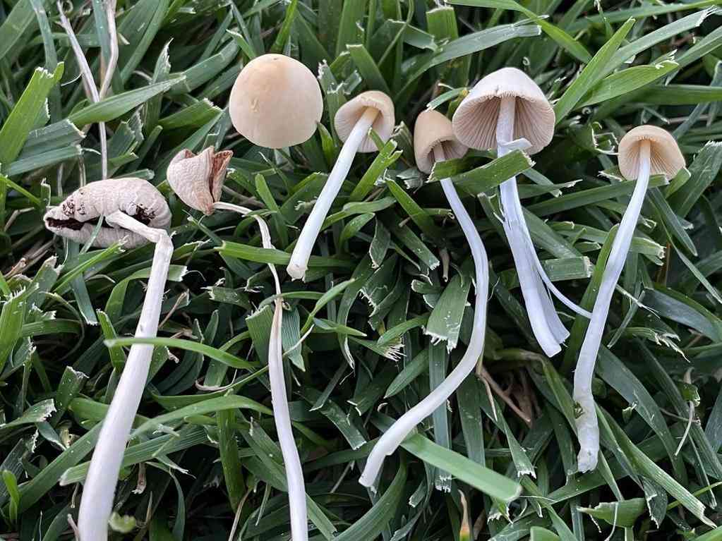 Milky conecap (Conocybe apala) thumbnail 3
