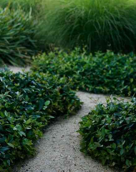 Asiatic jasmine