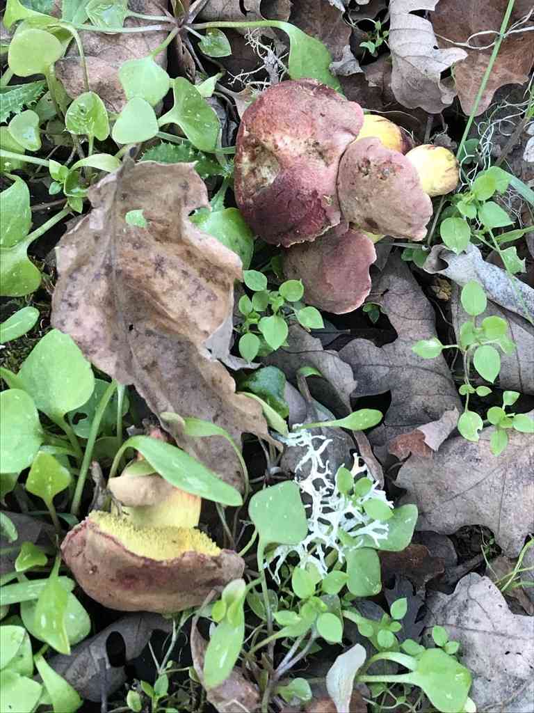 Oak-loving bolete (Xerocomellus dryophilus) thumbnail 3
