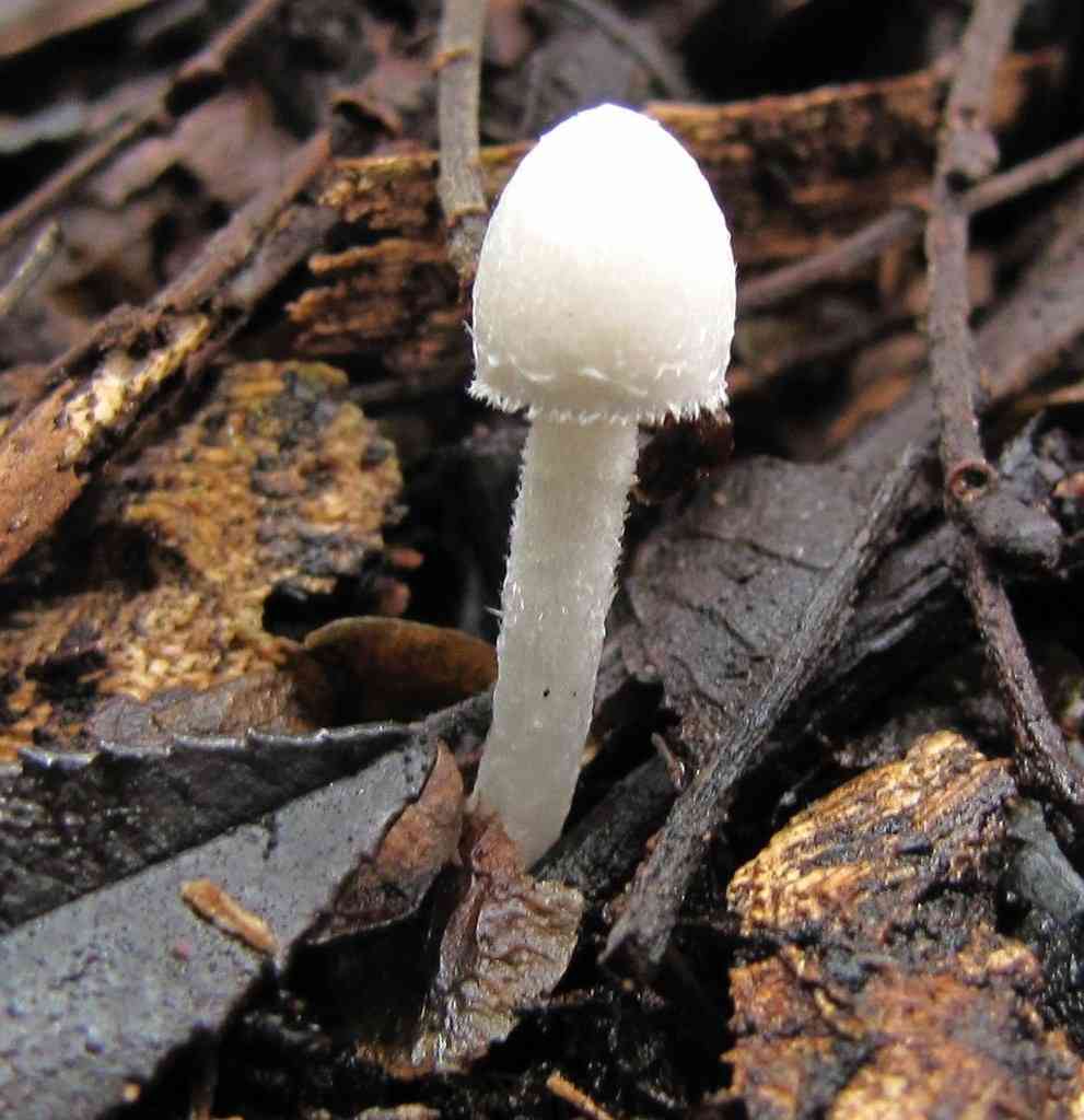 Coprinopsis marcescibilis (Coprinopsis marcescibilis) thumbnail 1