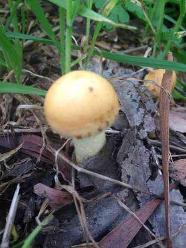 Pale brittlestem (Psathyrella candolleana) thumbnail 2