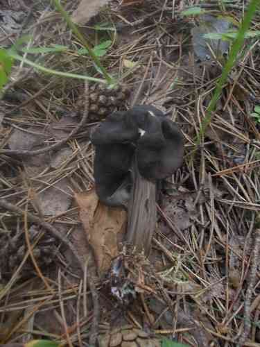 Fluted black elfin saddle (Helvella lacunosa) thumbnail 2