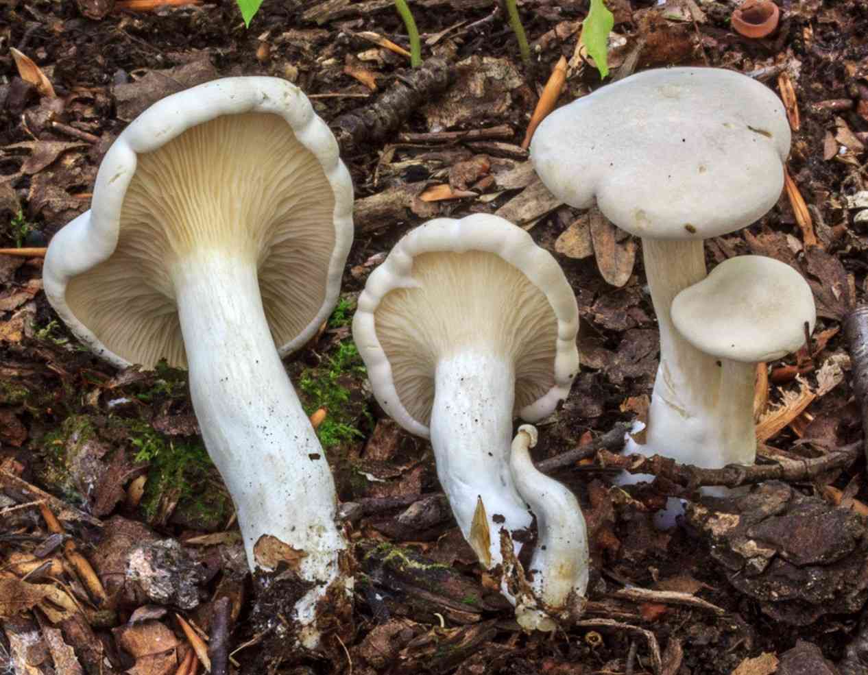 Sweetbread mushroom