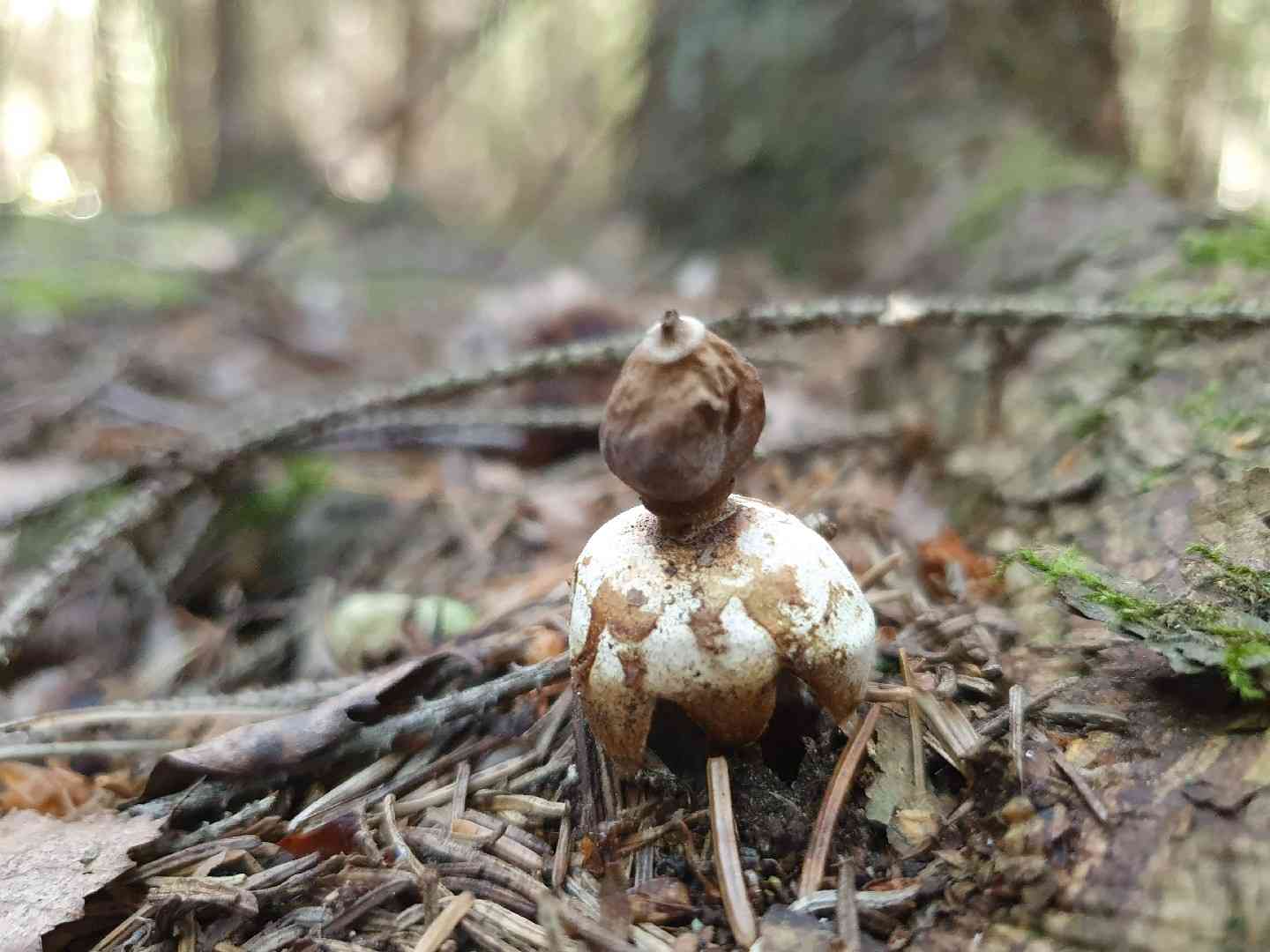 Rayed earthstar (Geastrum quadrifidum) thumbnail 2