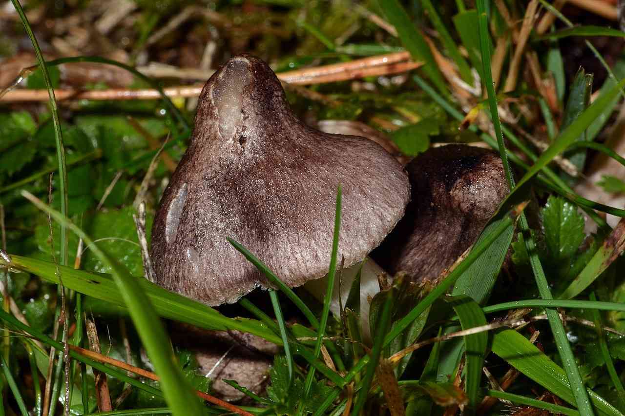 Blushing tricholoma (Tricholoma orirubens) thumbnail 3