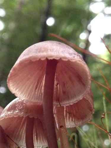 Burgundydrop bonnet (Mycena haematopus) thumbnail 2