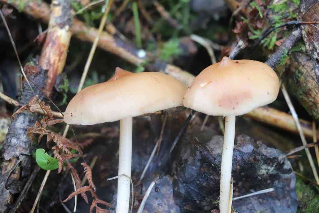 Toothed toughshank (Rhodocollybia prolixa) thumbnail 2