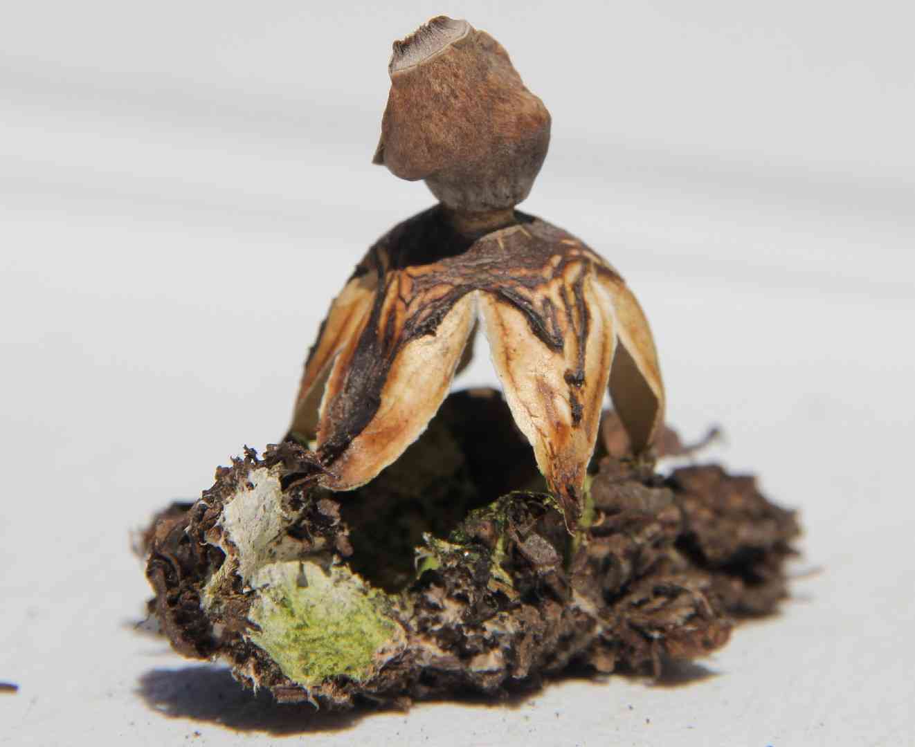 Rayed earthstar (Geastrum quadrifidum) thumbnail 1