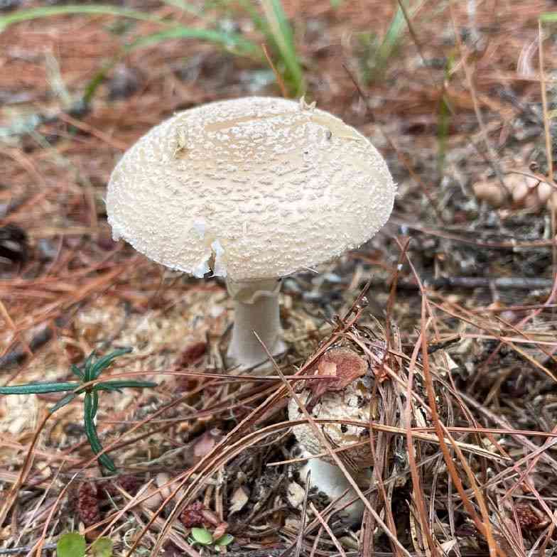 Poison Champagne Amanita (Amanita crenulata) thumbnail 1