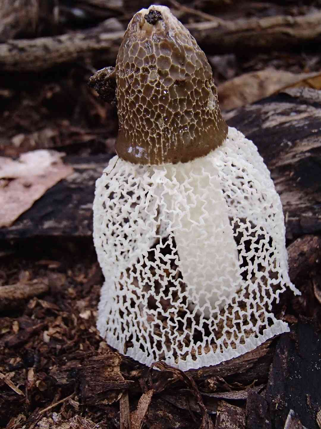 Bridal veil stinkhorn (Phallus indusiatus) thumbnail 1