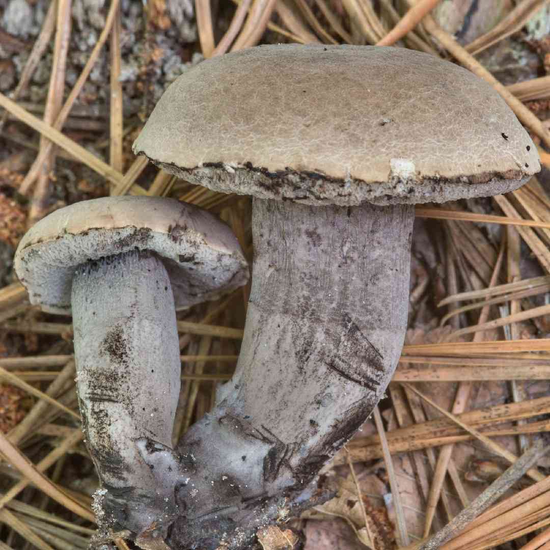 Grayflesh tylopilus