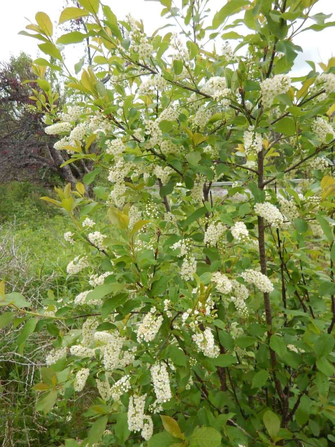 Common chokecherry