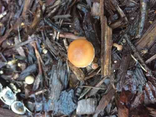 Scurfy twiglet (Tubaria furfuracea) thumbnail 2