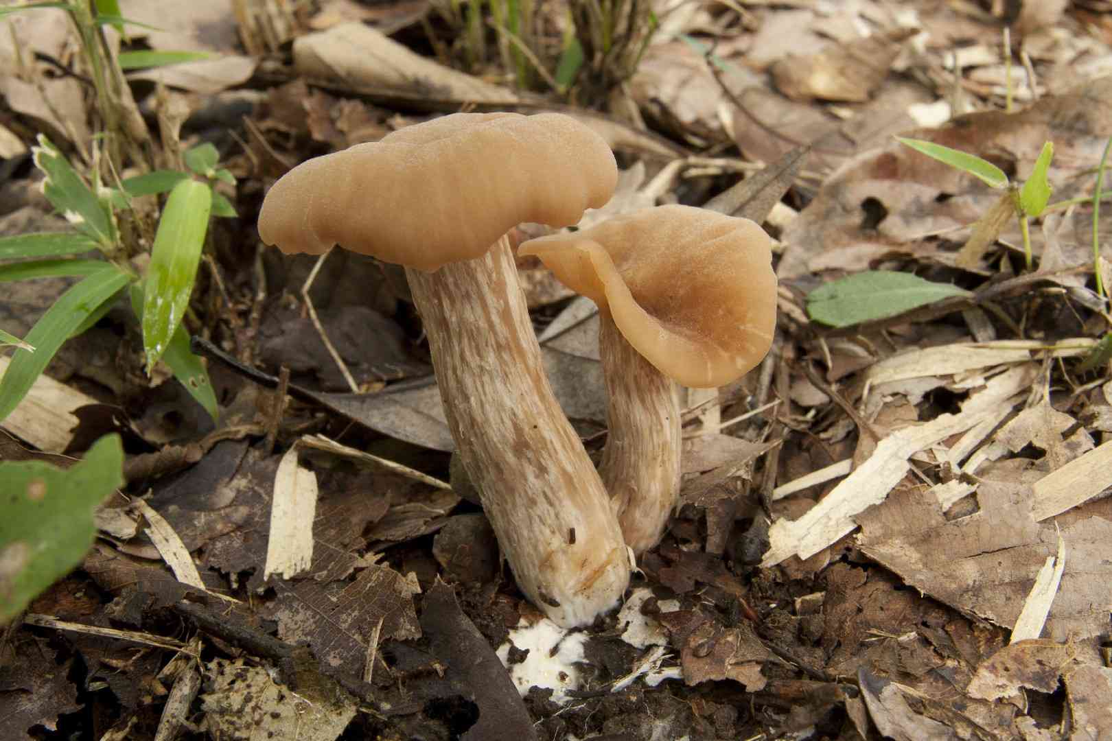 Laccaria vinaceoavellanea (Laccaria vinaceoavellanea) thumbnail 2