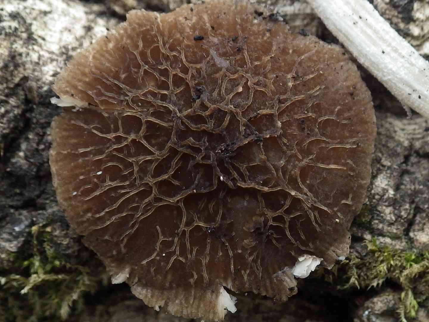 Veined shield (Pluteus thomsonii) thumbnail 2