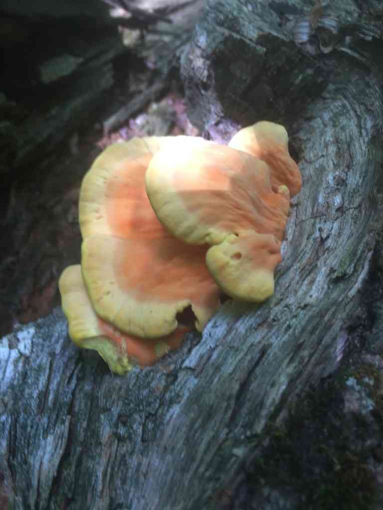 Chicken of the woods (Laetiporus sulphureus) thumbnail 2