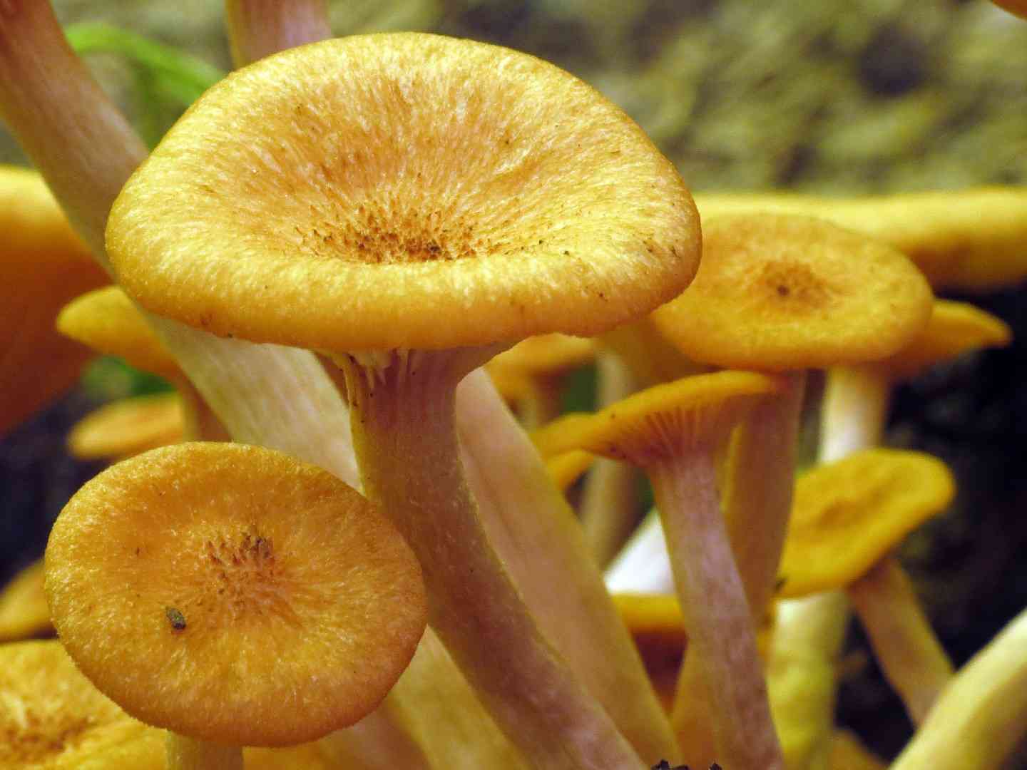 Ringless honey mushroom